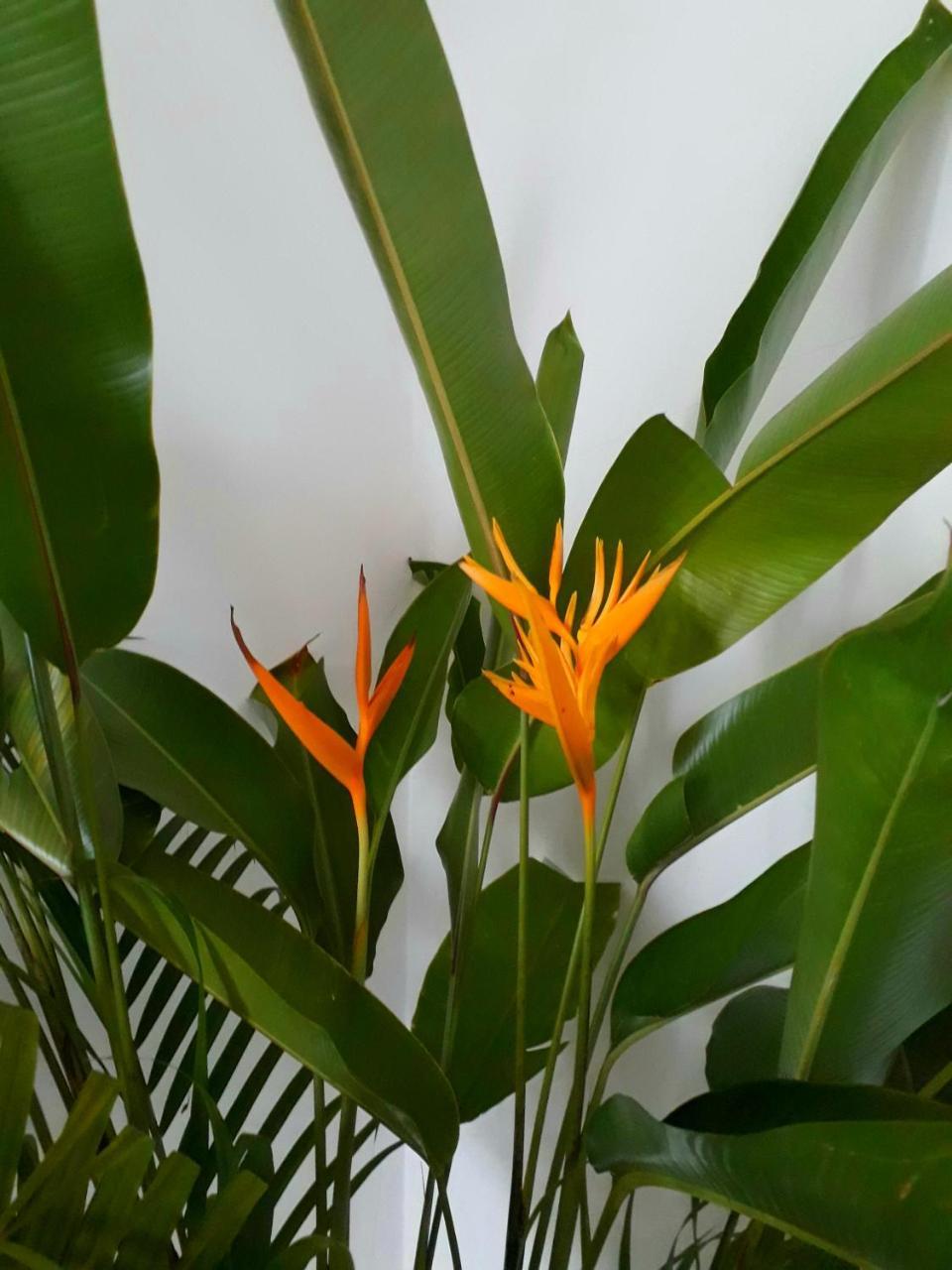 "27" Spathodea- Oasis In The City Colombo Eksteriør billede
